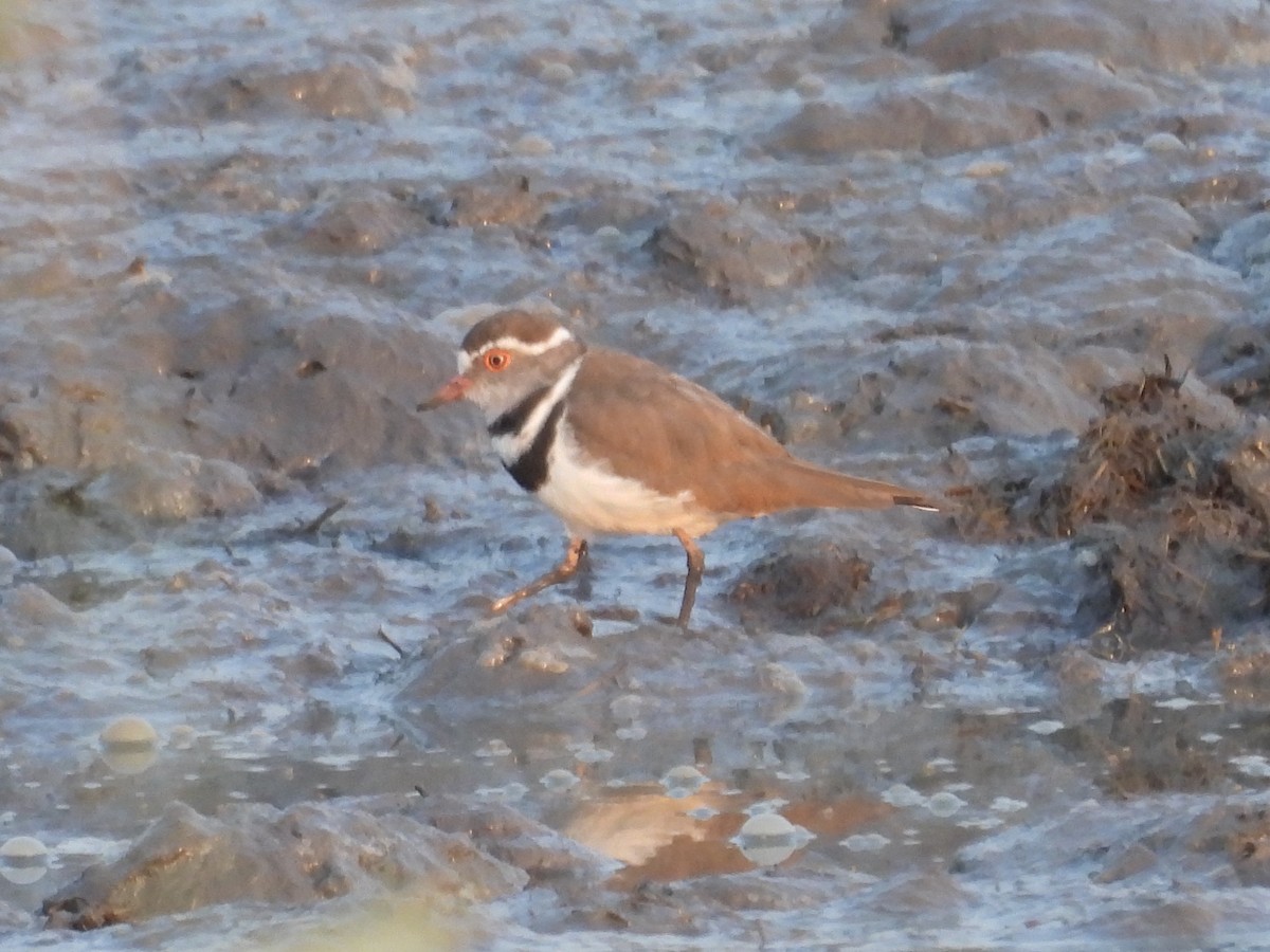 Three-banded Plover - ML643926564