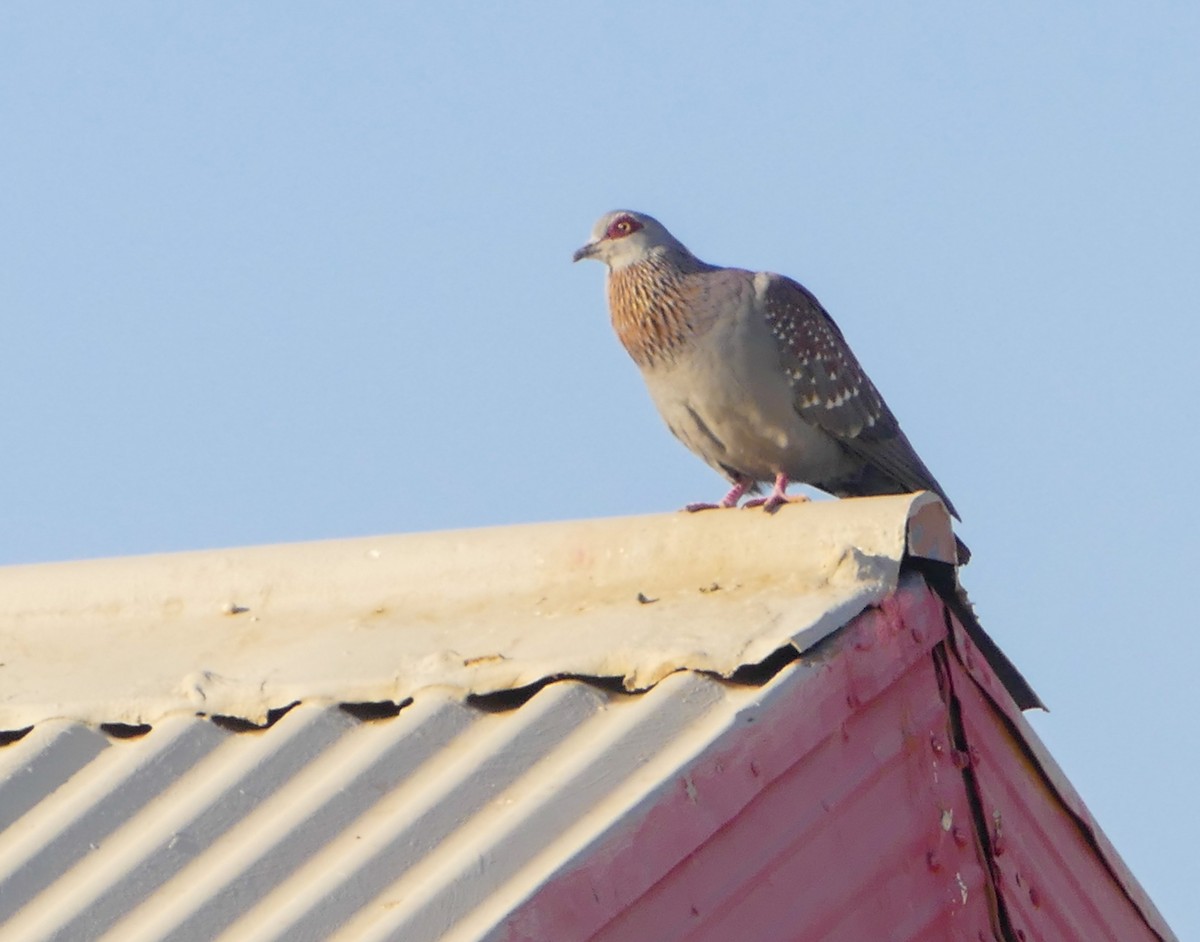 Speckled Pigeon - ML643926574