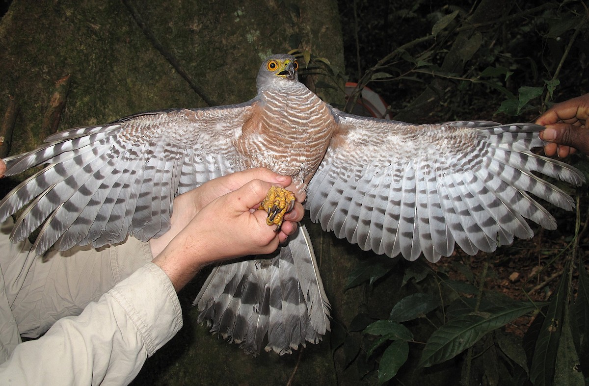 African Goshawk (Banded) - ML643926589