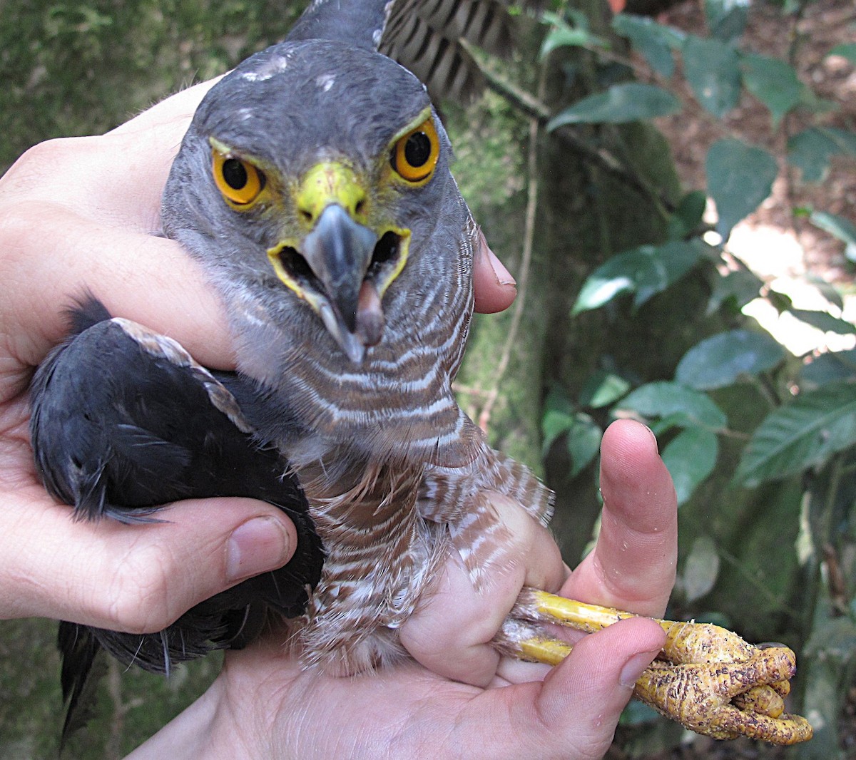 African Goshawk (Banded) - ML643926594