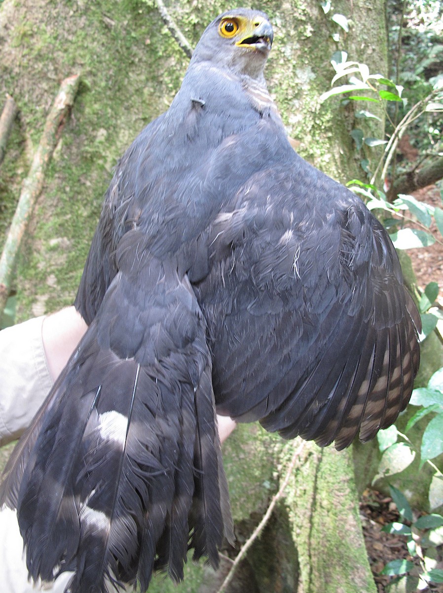 African Goshawk (Banded) - ML643926595