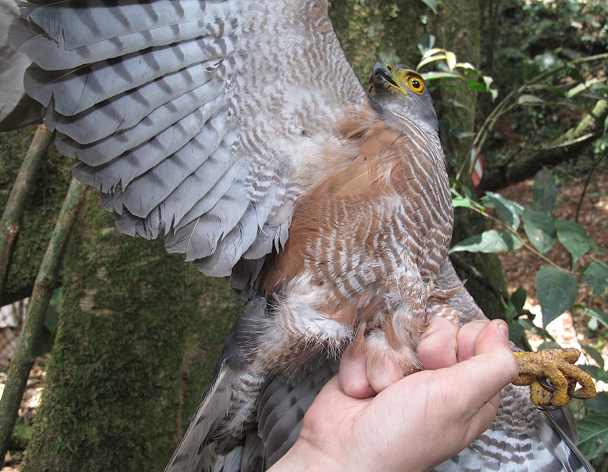 African Goshawk (Banded) - ML643926596