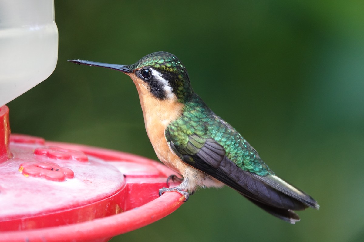 Purple-throated Mountain-gem - ML643926625