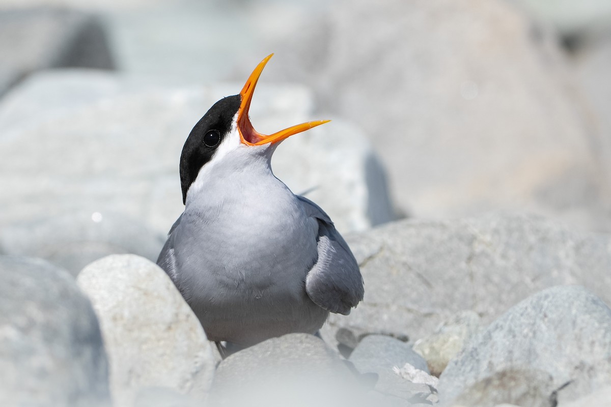 Black-fronted Tern - ML643926626