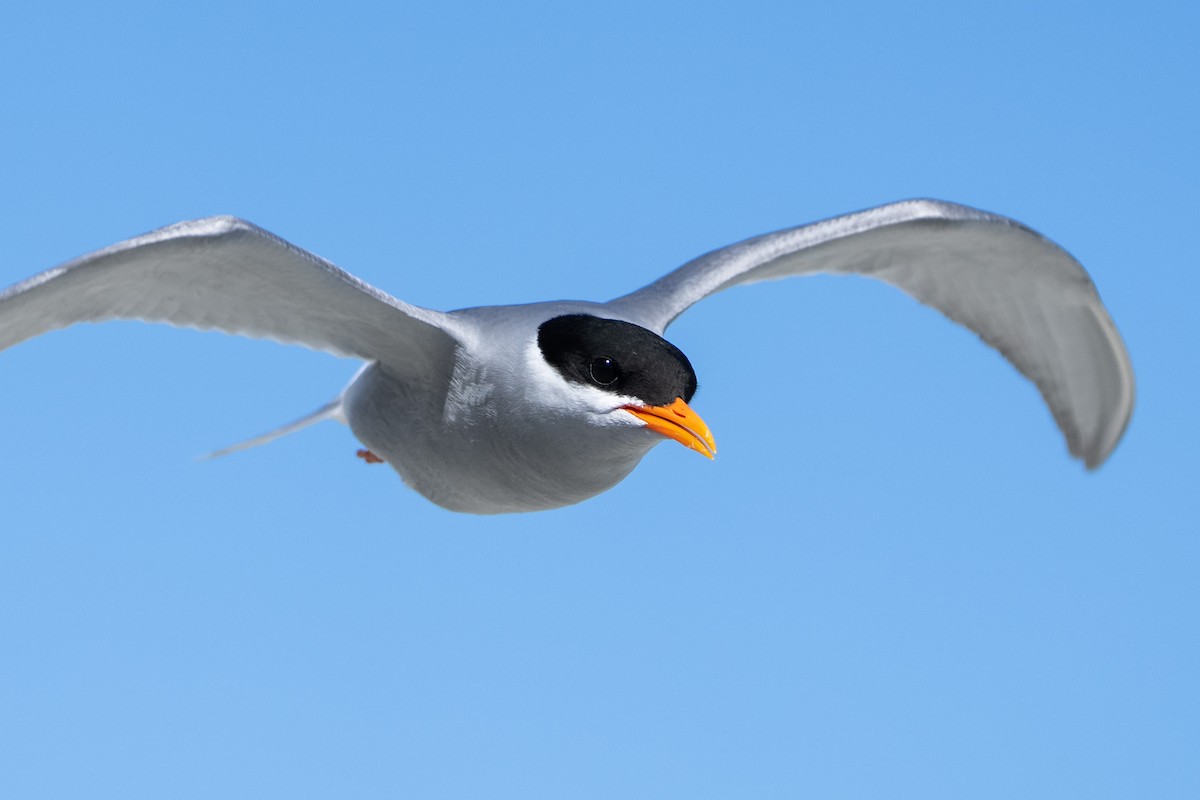 Black-fronted Tern - ML643926639