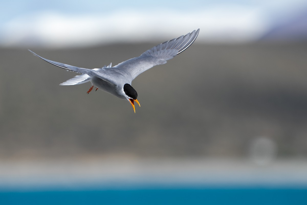 Black-fronted Tern - ML643926649