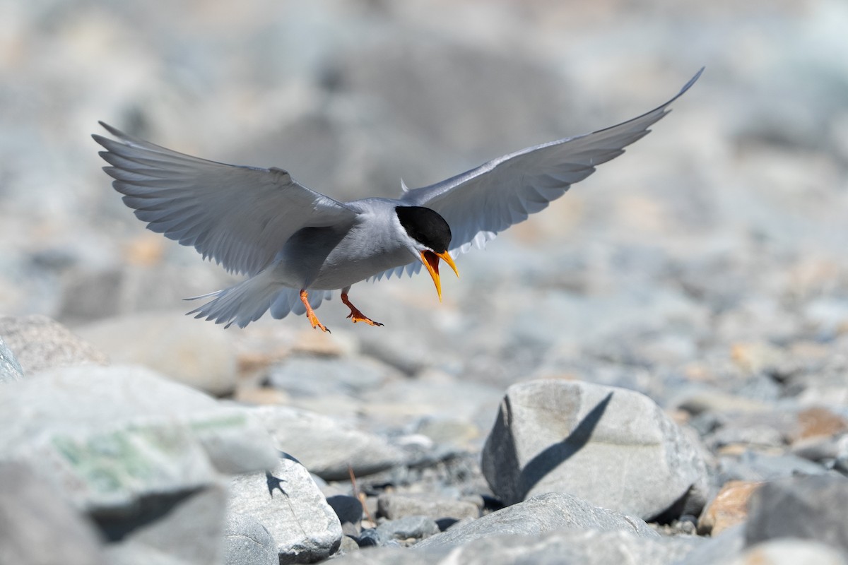 Black-fronted Tern - ML643926652