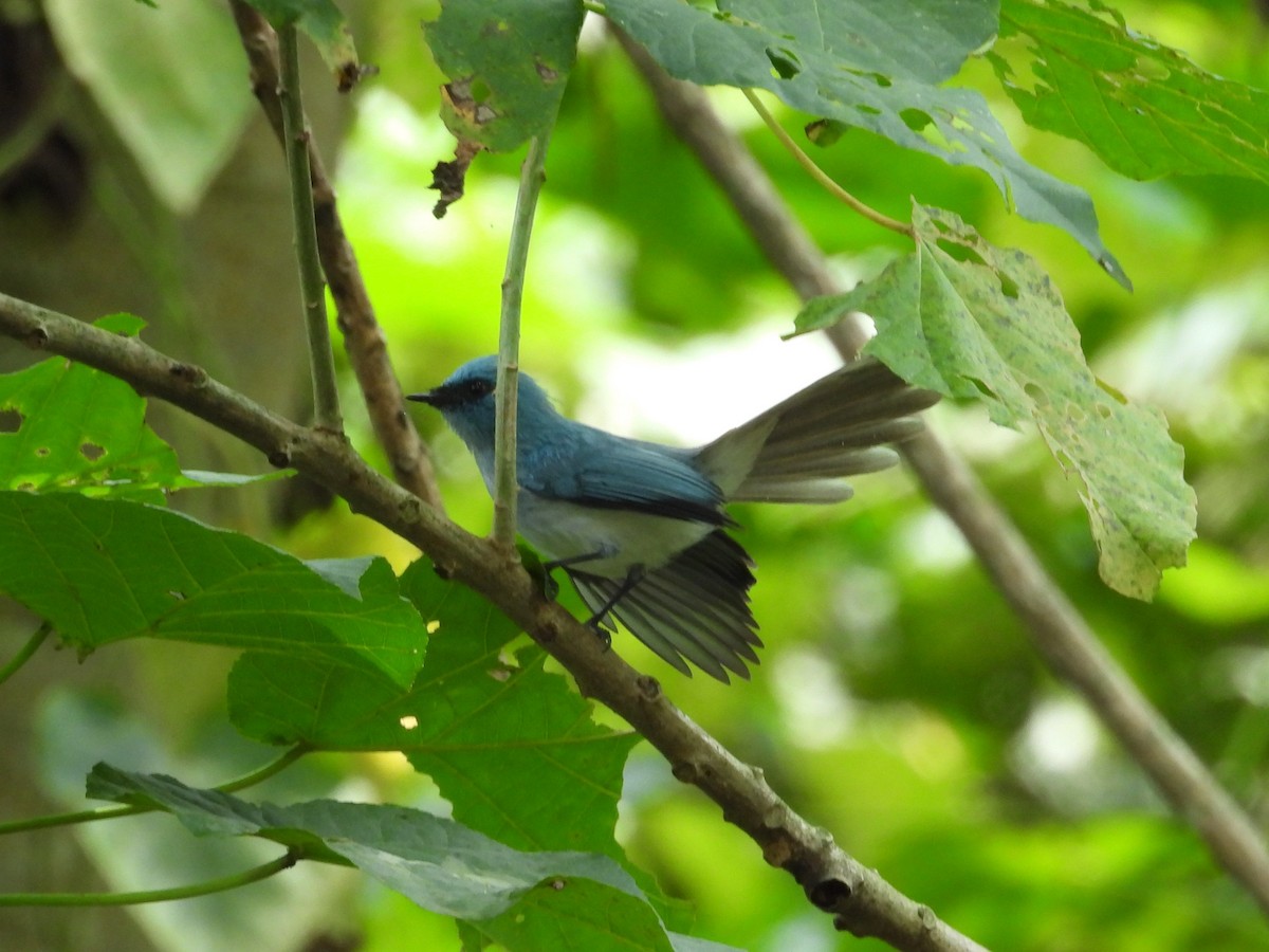African Blue Flycatcher - ML643926655