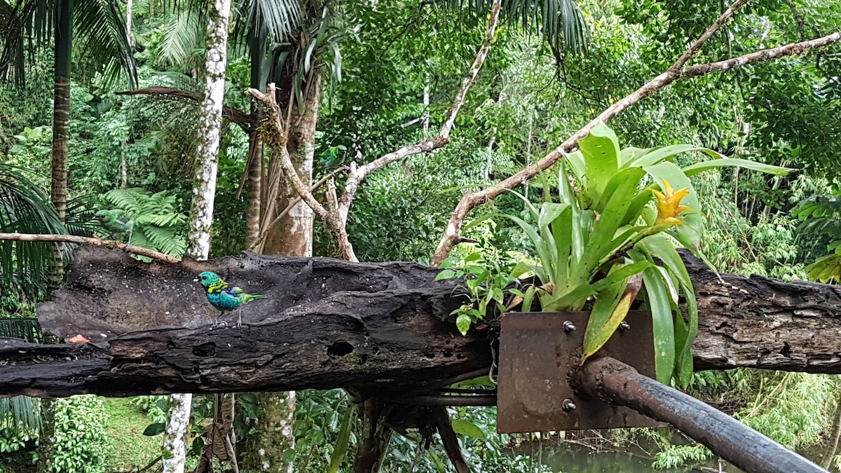 Green-headed Tanager - ML643926660