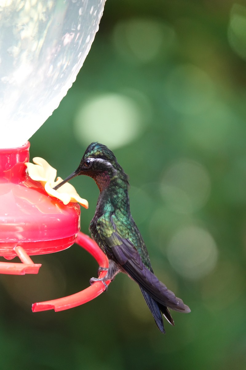 Purple-throated Mountain-gem - ML643926662
