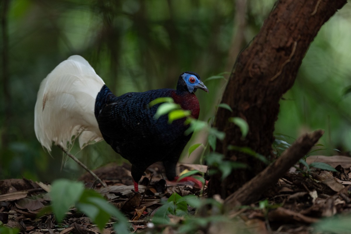 Bulwer's Pheasant - ML643926665