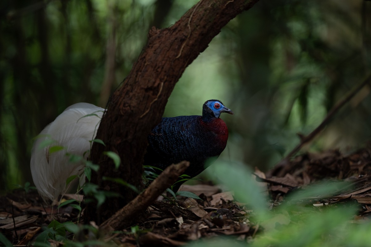 Bulwer's Pheasant - ML643926666