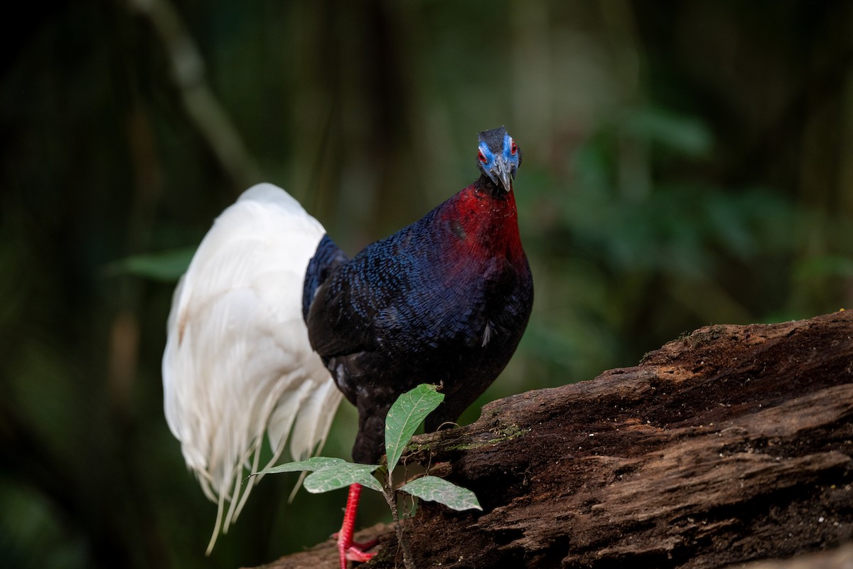 Bulwer's Pheasant - ML643926668