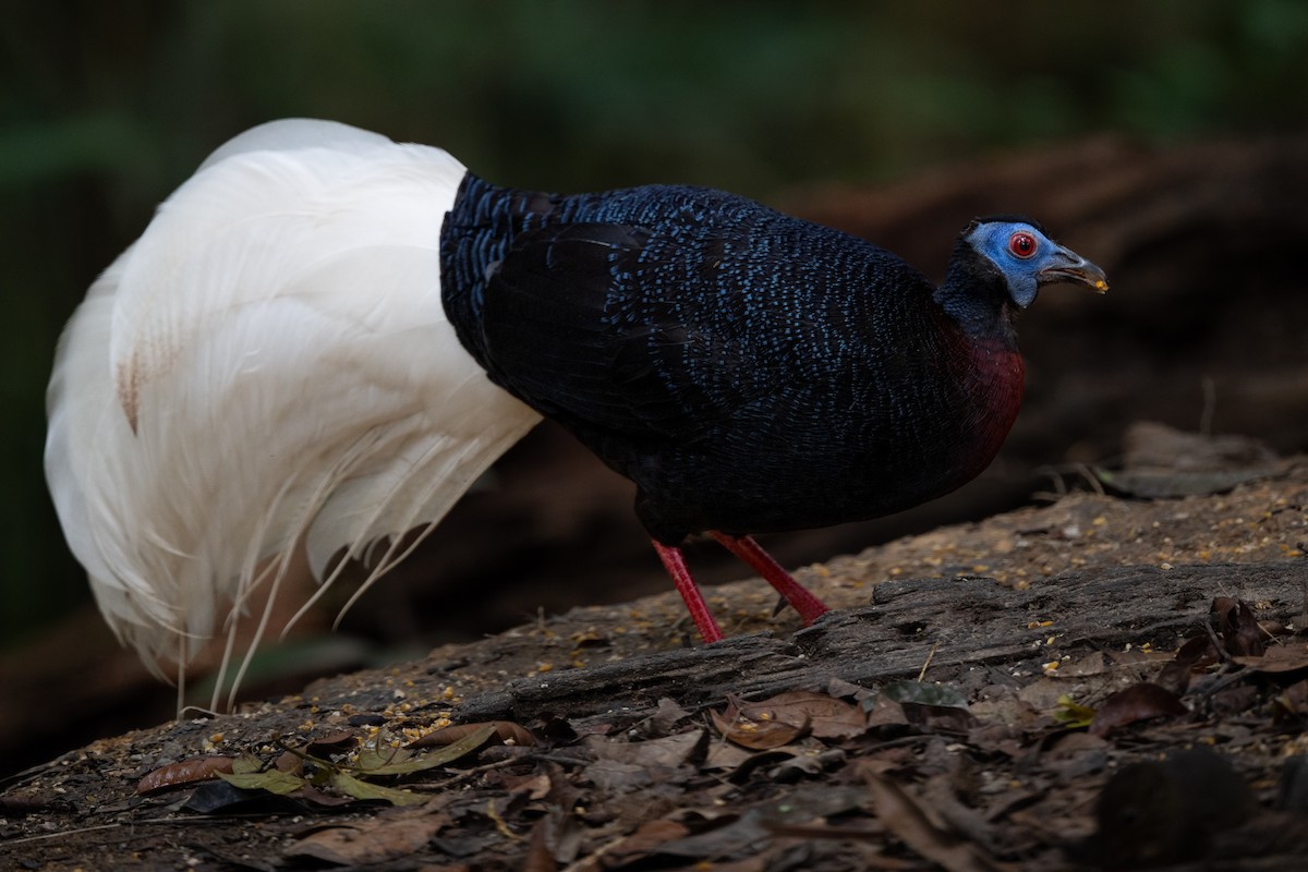 Bulwer's Pheasant - ML643926669