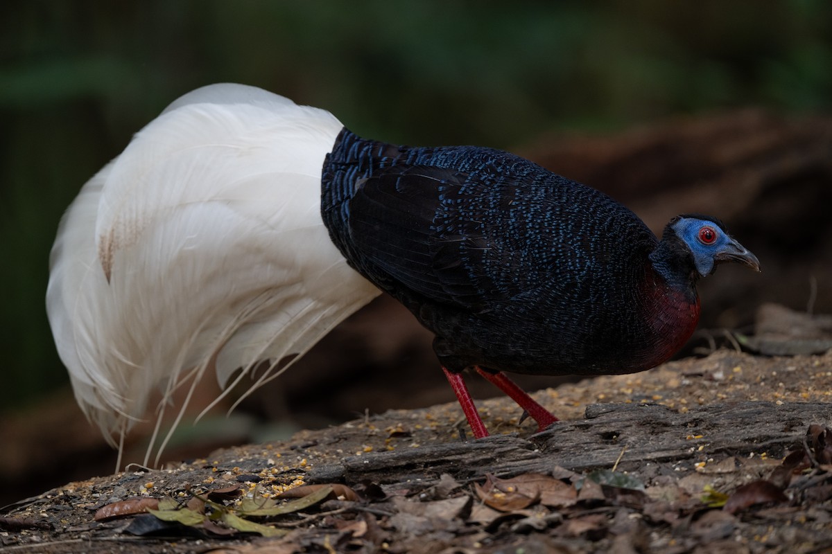Bulwer's Pheasant - ML643926670