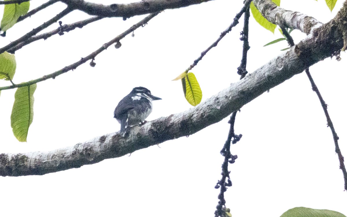 シロクロオオガシラ - ML643926671