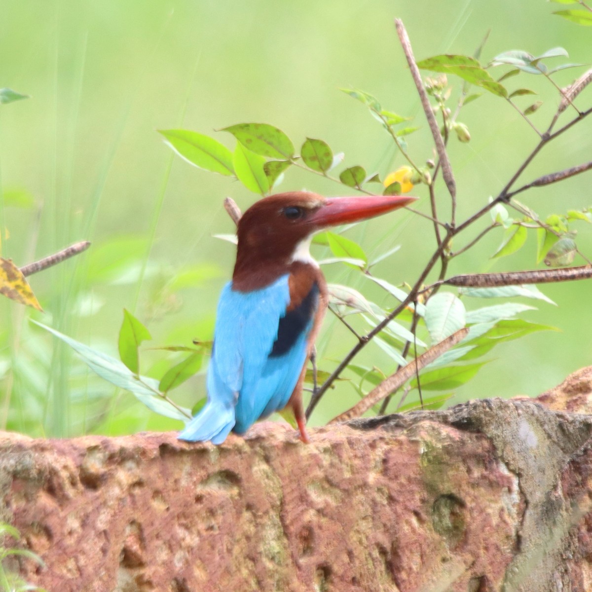 White-throated Kingfisher - ML643926680