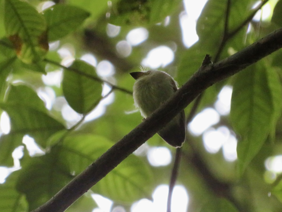 Golden-crowned Spadebill - ML643926698