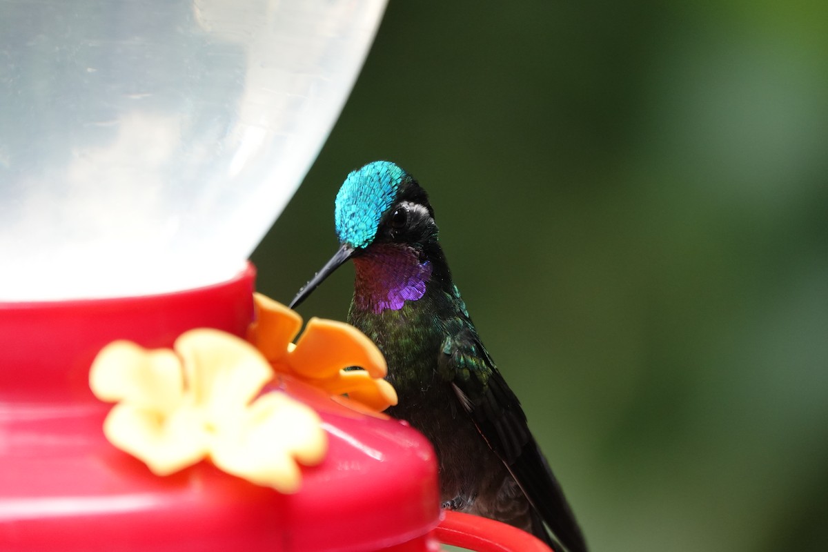 Purple-throated Mountain-gem - ML643926706