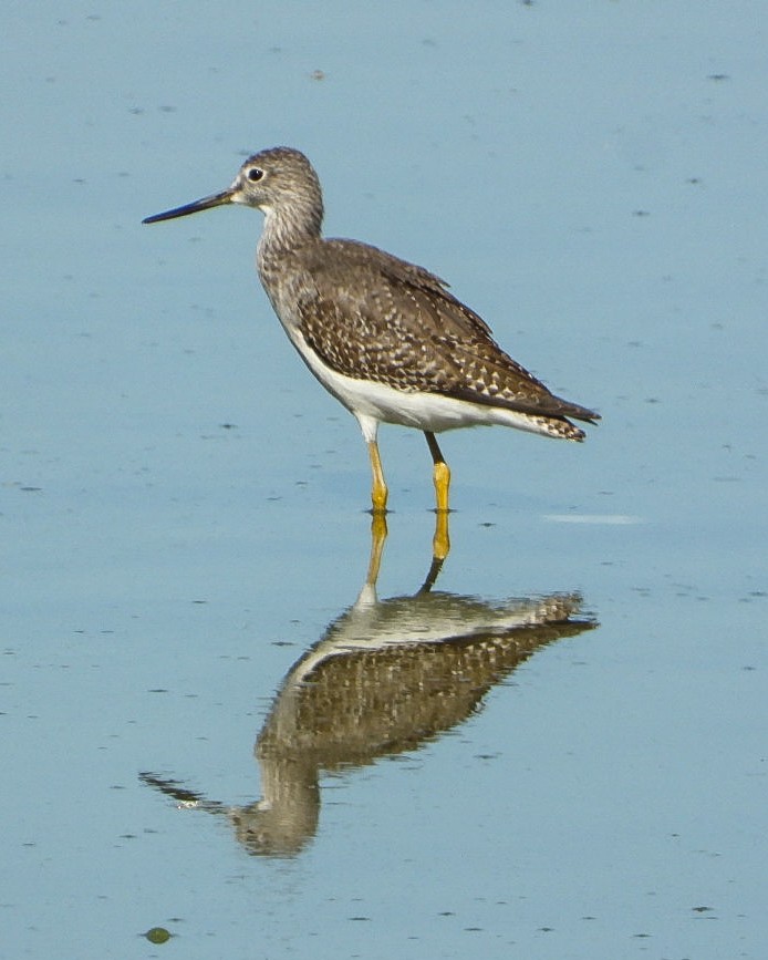 Greater Yellowlegs - ML643926723