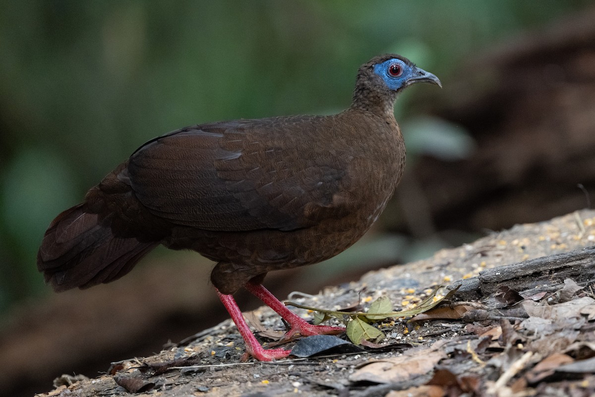 Bulwer's Pheasant - ML643926724
