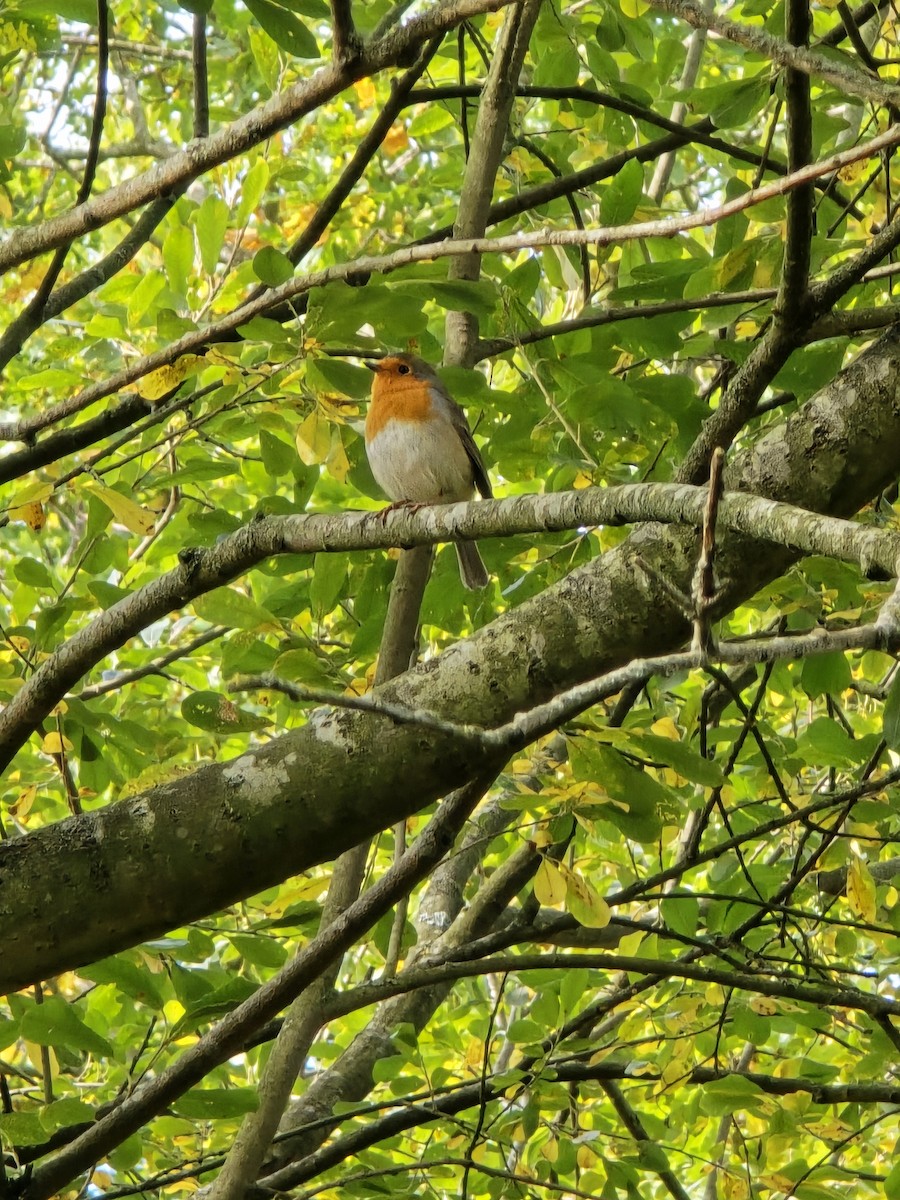 European Robin - ML643926730