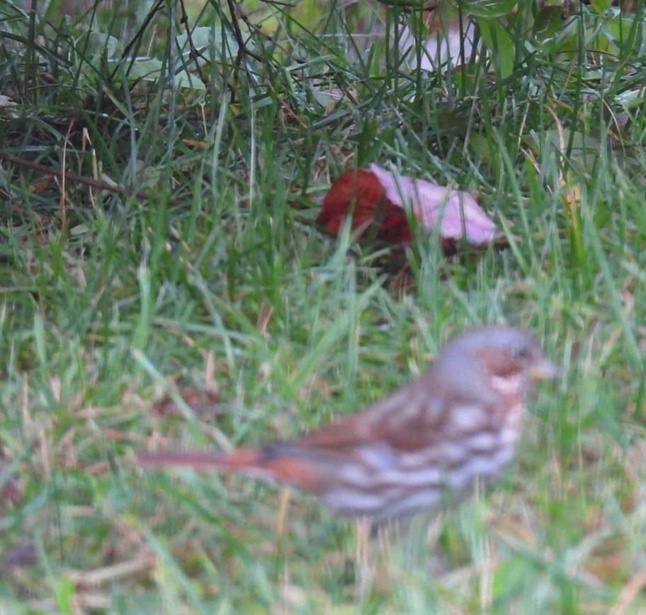 Fox Sparrow - ML643926733
