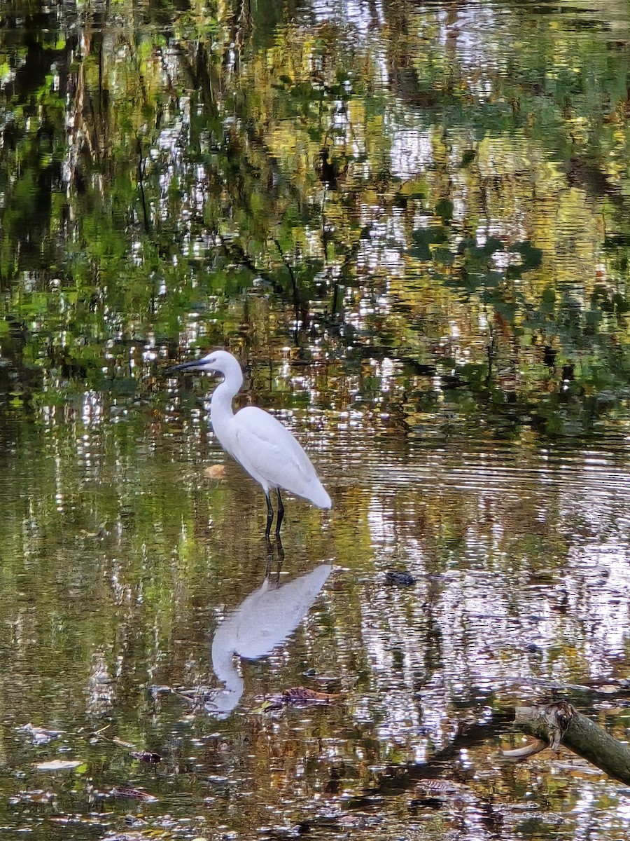 Little Egret - ML643926734