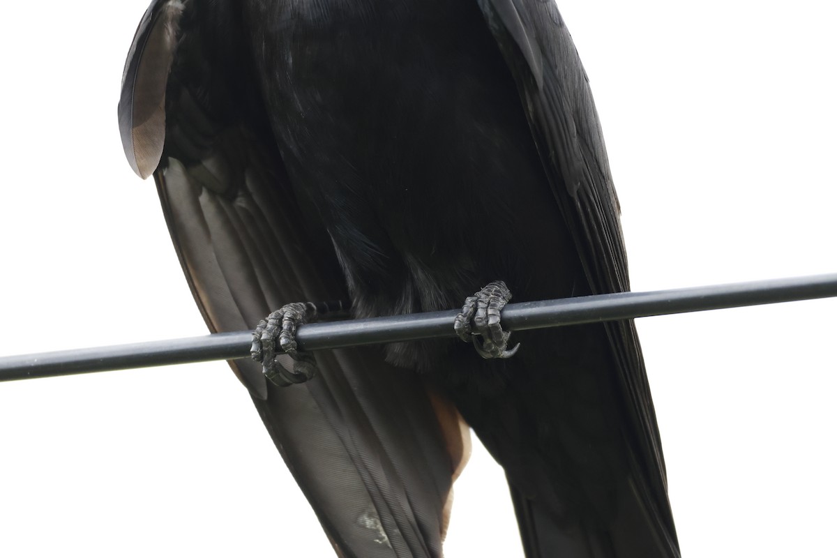 Black Drongo - ML643926753
