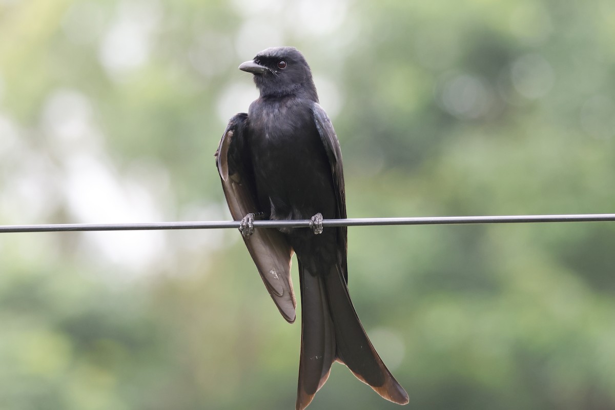 Black Drongo - ML643926754
