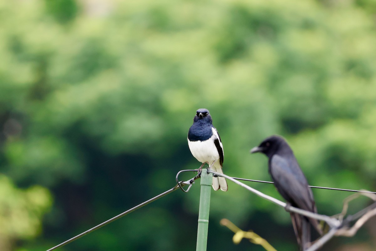 Oriental Magpie-Robin - ML643926756