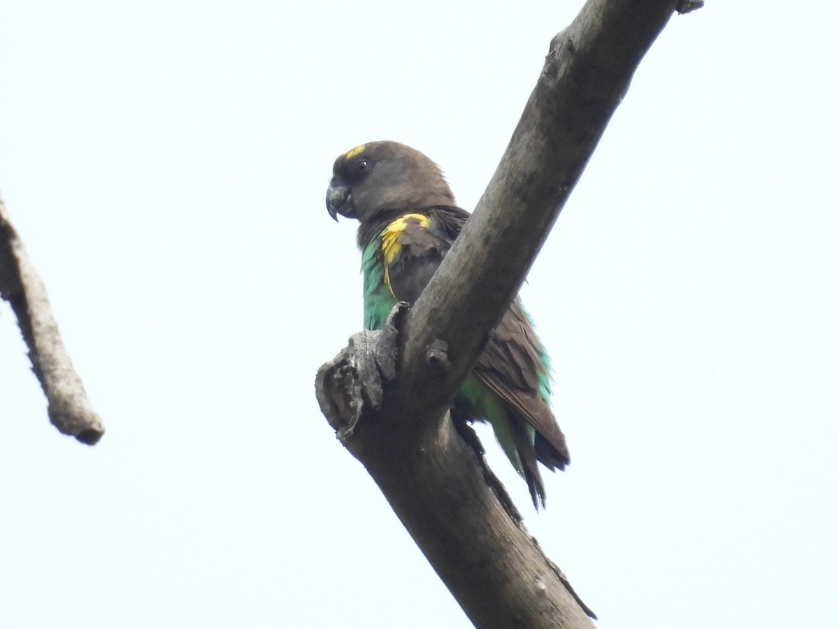 gulissepapegøye - ML643926760