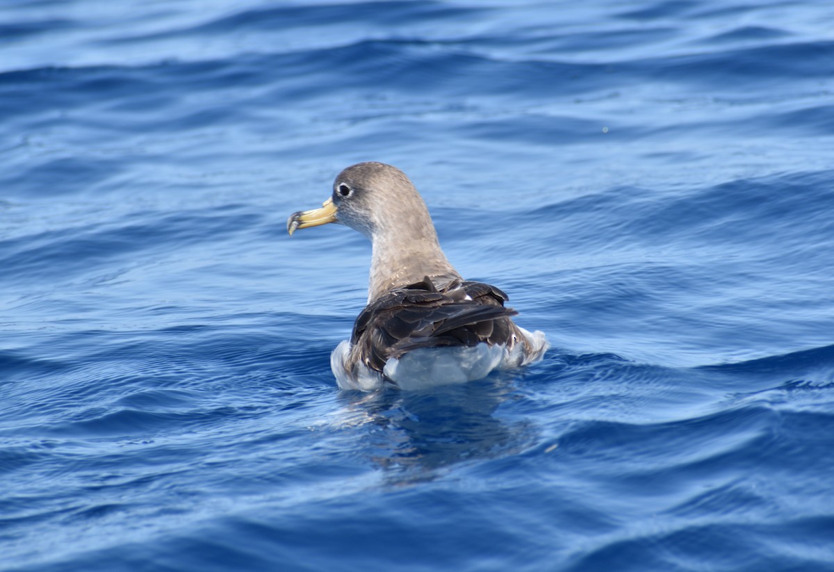 Scopoli's Shearwater - ML643926771