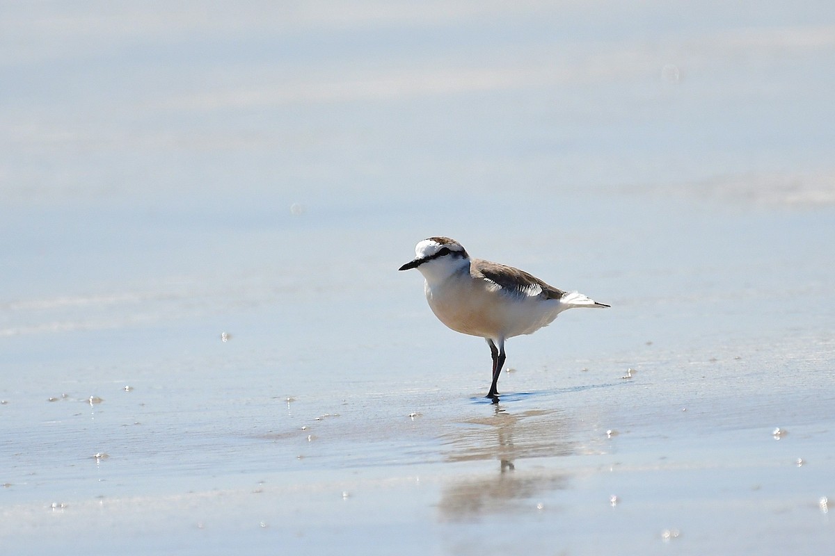 White-fronted Plover - ML643926775