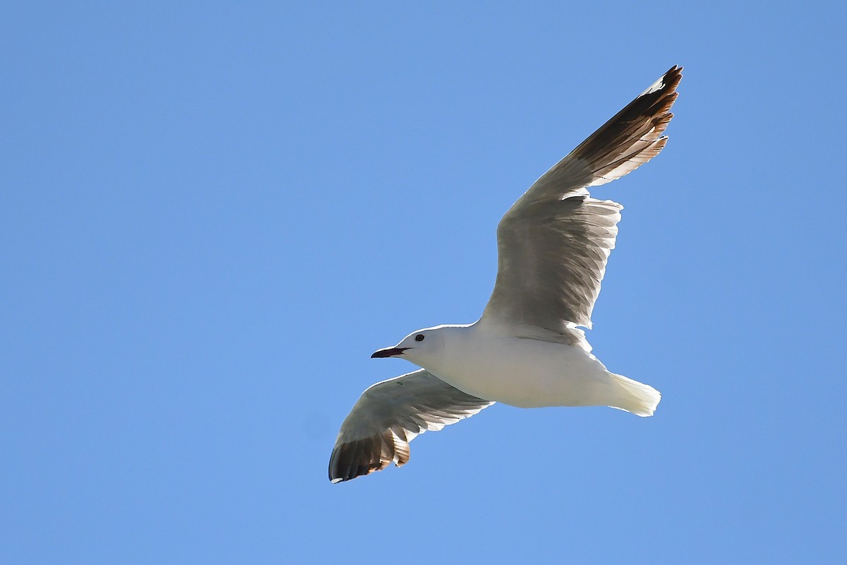 Hartlaub's Gull - ML643926777