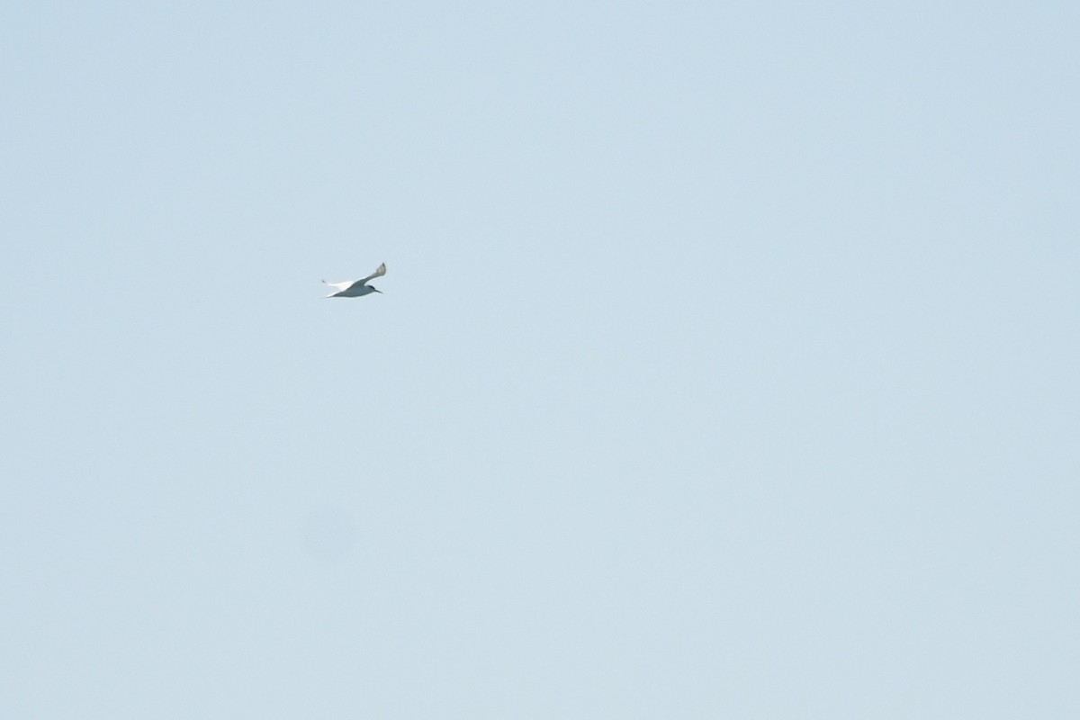 Damara Tern - ML643926780