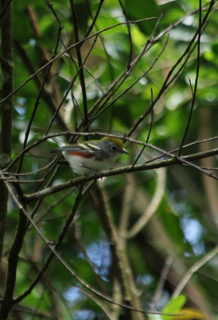 Chestnut-sided Warbler - ML643926781