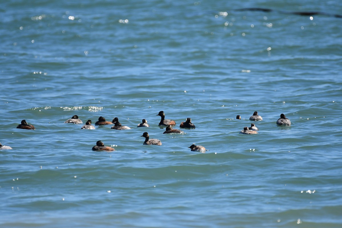 טבלן בינוני - ML643926783