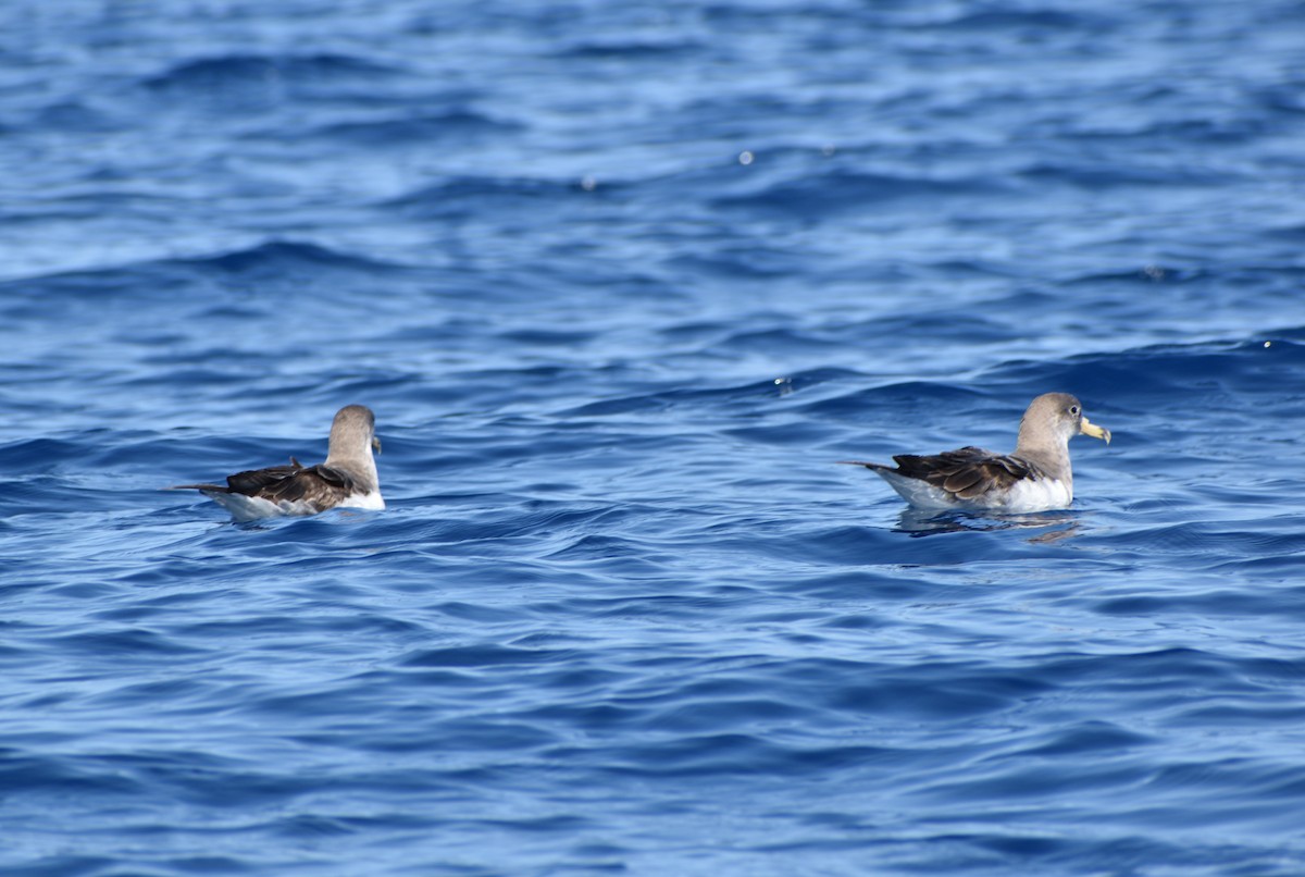 Scopoli's Shearwater - ML643926784