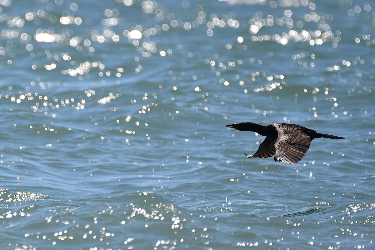Cape Cormorant - ML643926785