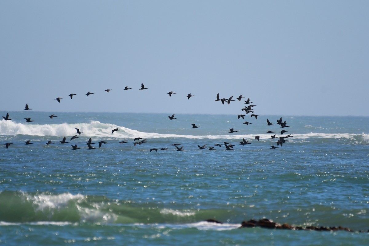 Cape Cormorant - ML643926786