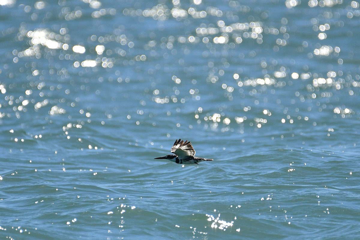 Pied Kingfisher - ML643926790