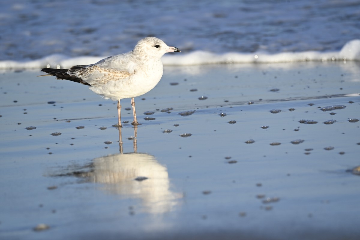 Ring-billed Gull - ML643926791