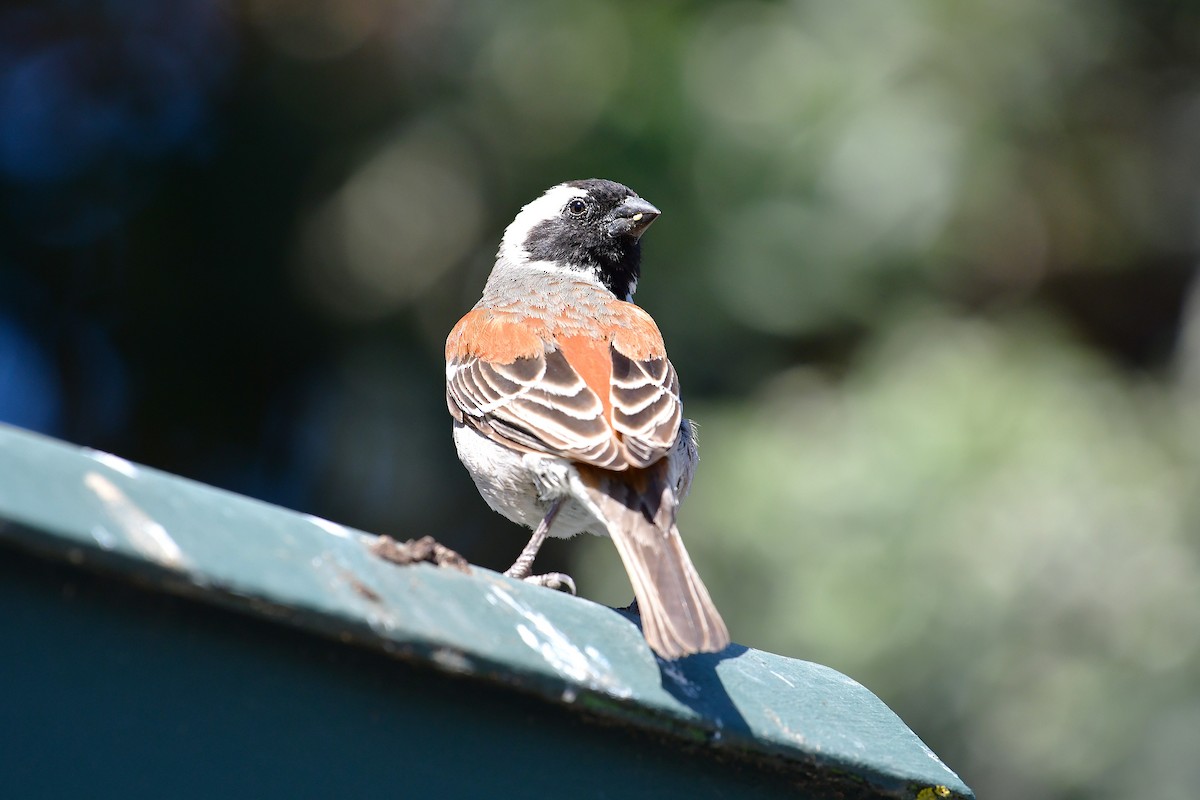 Cape Sparrow - ML643926829