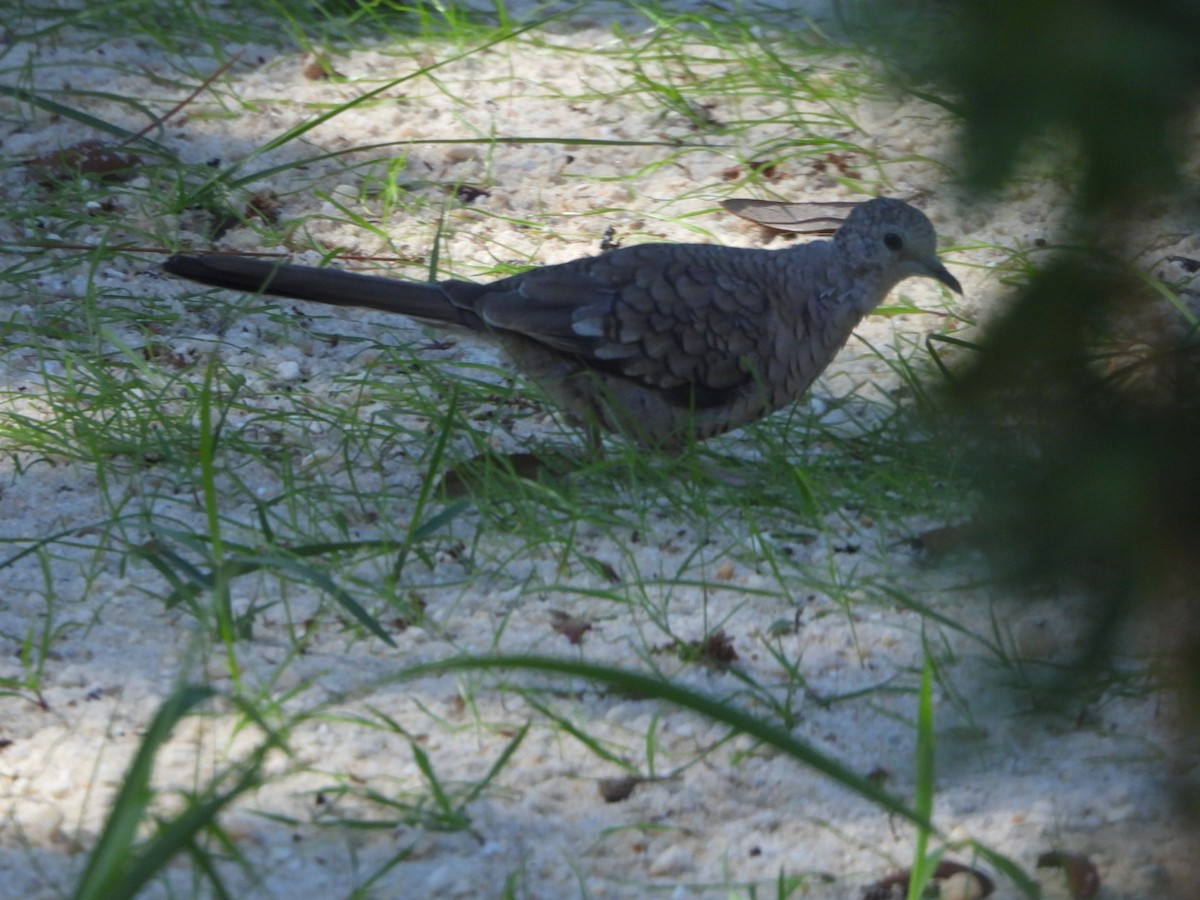 Inca Dove - ML643926831