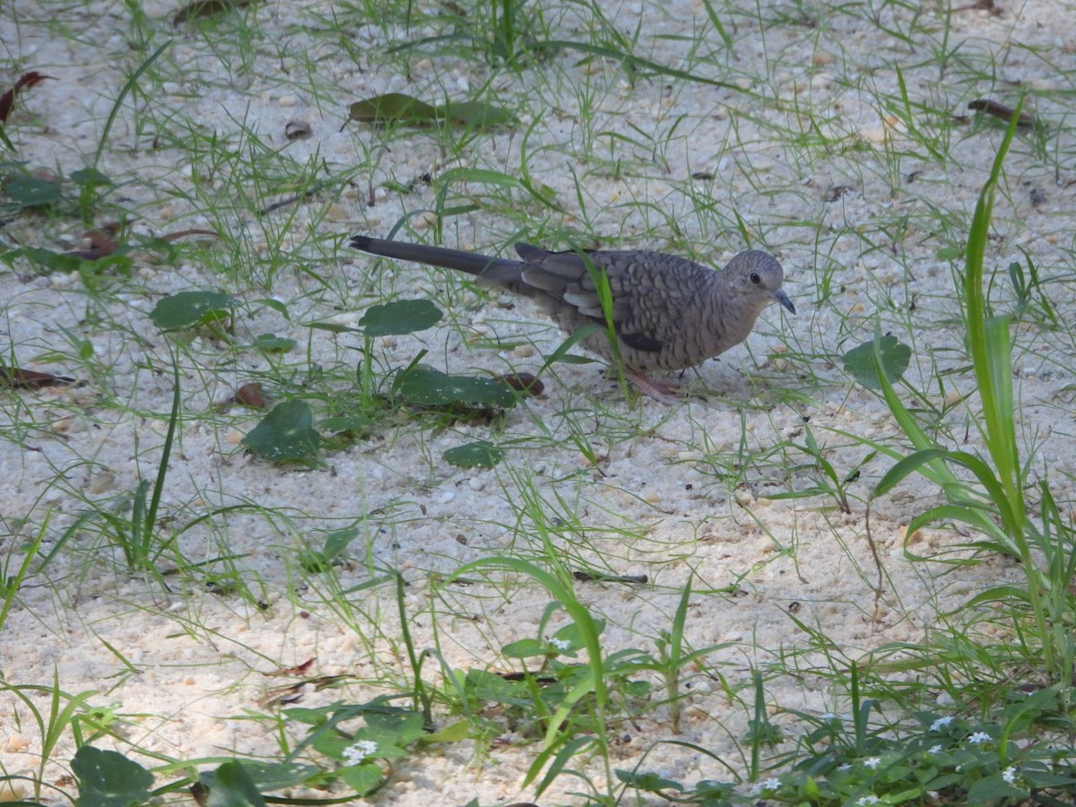 Inca Dove - ML643926832