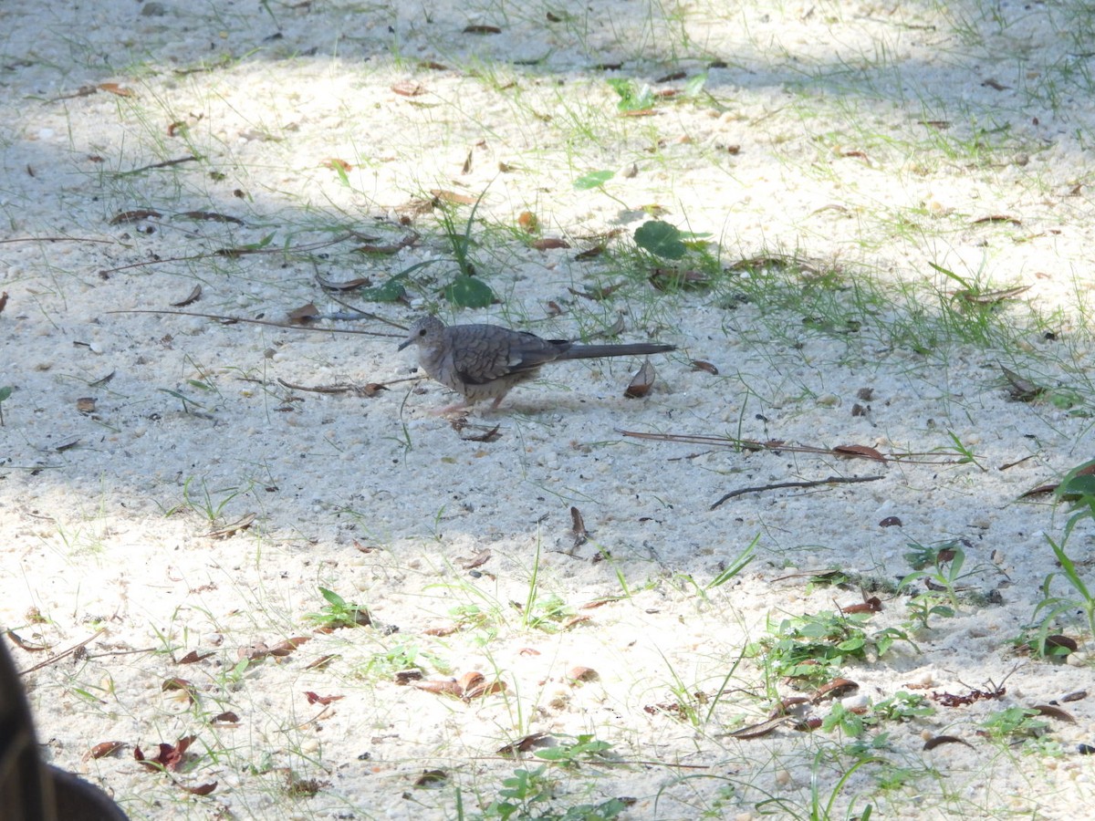 Inca Dove - ML643926833