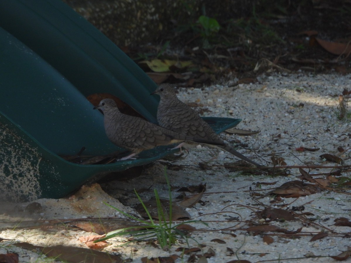 Inca Dove - ML643926834