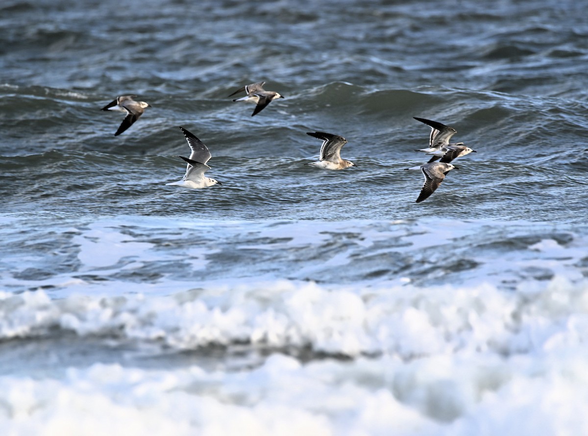 Laughing Gull - ML643926835