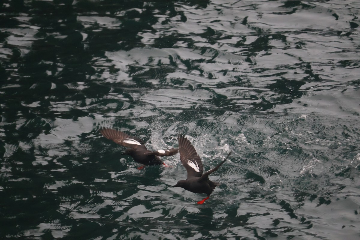 Pigeon Guillemot - ML643926852